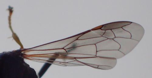 Gorytes laticinctus